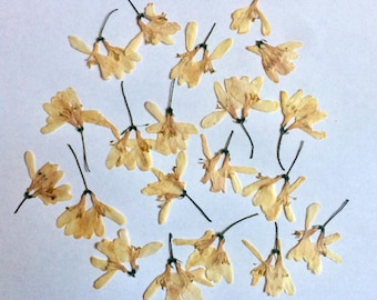 Dried Pressed Honeysuckle Flowers, Small White Flowers (20 Pack)