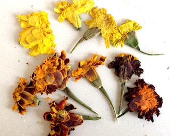 12 soucis pressés séchés, fleurs jaunes orangées naturelles