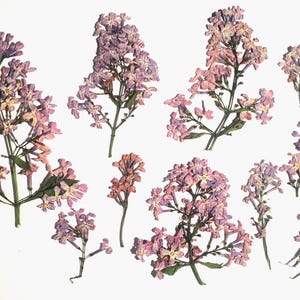 Dried Pressed Lilac Flowers, Natural Purple Twigs