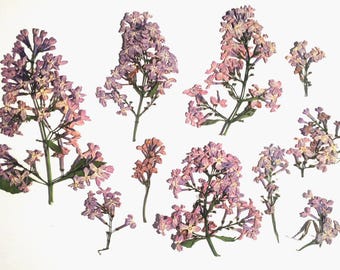 Dried Pressed Lilac Flowers, Natural Purple Twigs