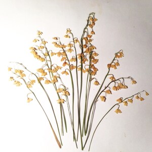 May include: Dried lily of the valley flowers with delicate, bell-shaped blooms in shades of tan and cream. The slender green stems and small leaves create an elegant, natural arrangement against a white background. A botanical art piece.