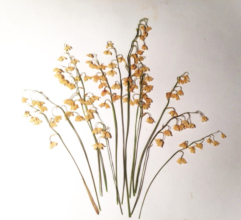 May include: Dried lily of the valley flowers with delicate, bell-shaped blooms in shades of tan and cream. The slender green stems and small leaves create an elegant, natural arrangement against a white background. A botanical art piece.