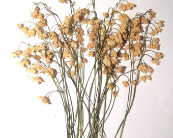 Lirio de los valles prensado, flores secas prensadas