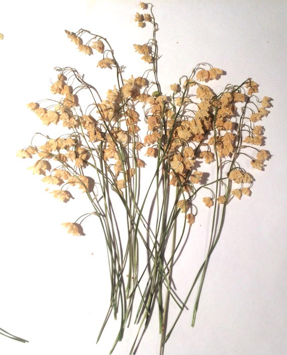 Pressed Lily-of-the-Valley, Dried Pressed Flowers
