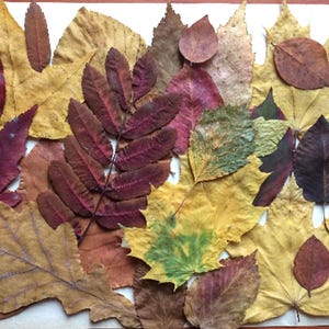 May include: A collection of pressed autumn leaves in various shapes and sizes, featuring a palette of yellow, deep red, brown, and green hues. The assortment includes maple, oak, and compound leaves arranged in a dense, overlapping composition.