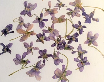 20 pressed violets, dried pressed flowers, pressed botanicals