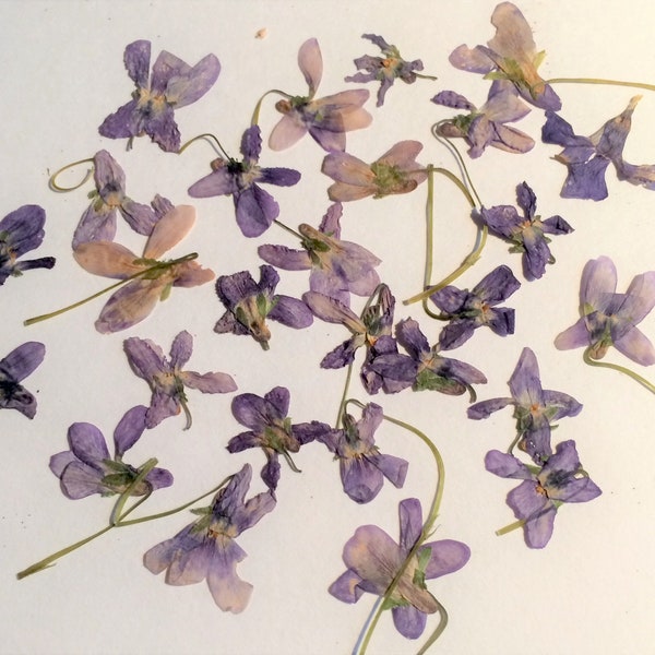 Dried Violet Flowers Etsy