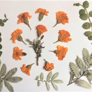 Real Pressed Marigold Flowers: Autumn Floral Embellishments