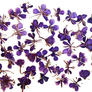 Purple Pressed Fireweed Flowers, Scrapbooking Crafts