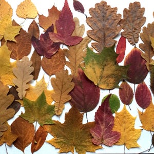 Puede incluir: Una colección de hojas de otoño secas en diversas formas y colores, incluyendo amarillo, marrón, rojo y verde. Las hojas están dispuestas sobre una superficie blanca, mostrando la diversa variedad de follaje.