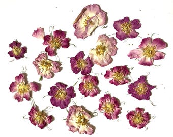 Flores de rosa rosa, flores secas prensadas, botánicos auténticos