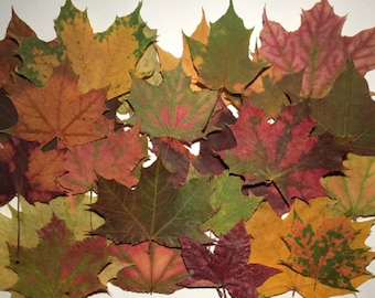 25 Autumn Maple Leafs, Dried Pressed Leafs, Real Maple Leafs