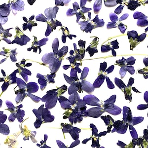 20+ Dried Pressed Purple Violets, Wild Botanicals, Real Pressed Flowers