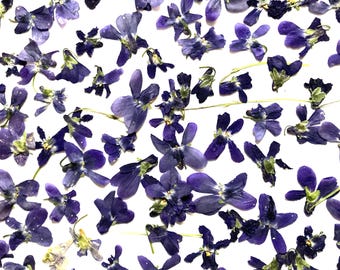 20 Dried Pressed Purple Violets, Wild Botanicals, Real Pressed Flowers