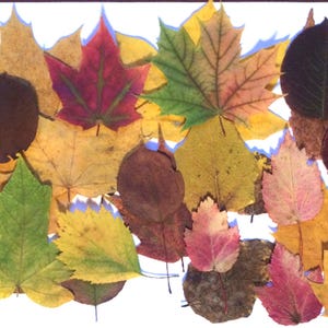 May include: A collection of pressed autumn leaves in various shapes and sizes, featuring a vibrant palette of yellow, orange, red, green, and deep brown tones. The assortment includes maple, birch, and rounded foliage with visible veins.