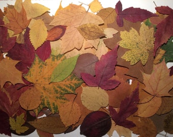 100 Real Autumn Leafs, Dried Pressed Leaves, Pressed Autumn Leafs