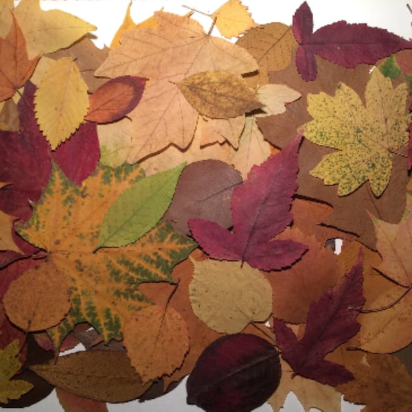 100 Real Autumn Leafs, Dried Pressed Leaves, Pressed Autumn Leafs