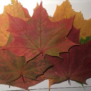 12 große Ahornblätter, gepresste Herbstblätter, echte gepresste Blätter