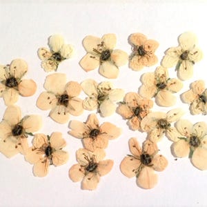 May include: A collection of dried, pressed flowers with delicate, cream-colored petals and dark brown centers. The flowers are arranged on a white surface, showcasing their natural beauty and intricate details. Ideal for crafting or decorative purposes.