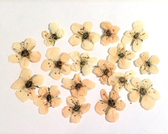 15 Pressed Hawthorn Flowers, Real White & Beige Flowers
