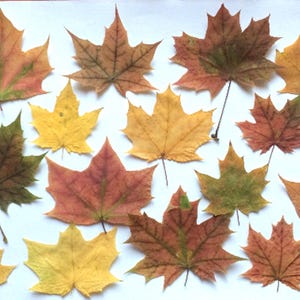 Kleine Ahornblätter, echte Herbstblätter, getrocknete gepresste Blätter