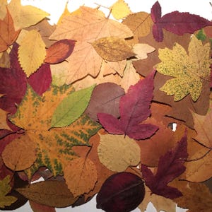 May include: A collection of dried autumn leaves in various shapes and sizes, featuring a palette of red, orange, yellow, brown, and green tones. The leaves are layered together, displaying distinct veins and textures across their surfaces.
