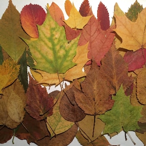 30 Dried Pressed Autumn Leaves: Real Fall Foliage