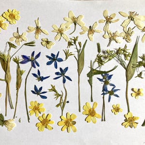 Spring flowers, assorted spring flowers, dried pressed flowers