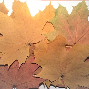 Echte große Ahornblätter, getrocknete gepresste Ahornblätter, gepresste Herbstblätter