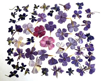 50 flores moradas prensadas, flox seco prensado, violetas, epilobio.