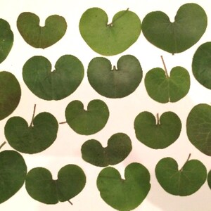 Getrocknete gepresste grüne Blätter: Echte Botanicals - 15er Pack