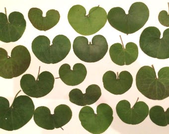 Dried Pressed Green Leaves: Real Botanicals - 15 Pack