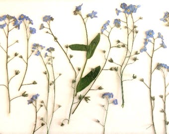 Pressed Forget-Me-Not Flowers, Natural Dried Plants (15 Pack)