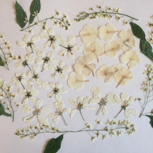 Fleurs pressées blanches, vraies fleurs blanches pour le bricolage, fleurs pressées séchées