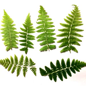 6 petites feuilles de fougère, fougère pressée séchée, fougère pressée pour la résine