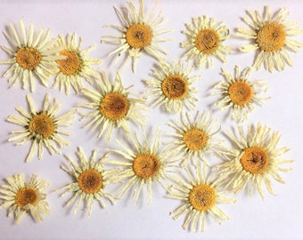 Real Pressed White Daisies, Dried Flowers, 15 Pack