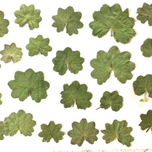 May include: A collection of twenty-two pressed green leaves arranged in a scattered pattern. Each leaf features a distinct rounded, lobed shape with serrated edges and visible veins radiating from the centre point where the stem attaches.