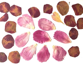 Large Pressed Petals, Pink Peony Petals, Rose Botanicals