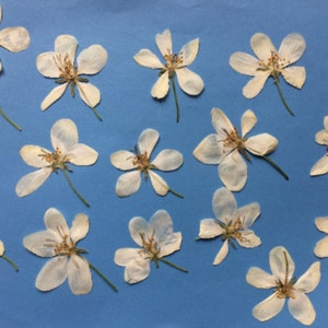 White dried pressed flowers, Pressed Apple blossom, Pressed flowers for crafts