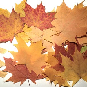 50 gepresste Ahornblätter, echte Ahornblätter, Herbstlaub
