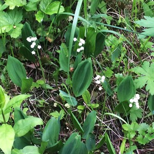 May include: A cluster of lily of the valley plants with white bell-shaped flowers and broad green leaves. The plants are growing in a natural setting with other green foliage and brown grass.