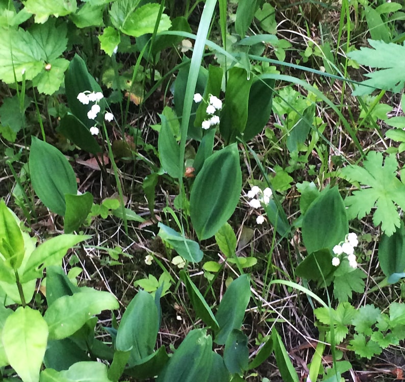 May include: A cluster of lily of the valley plants with white bell-shaped flowers and broad green leaves. The plants are growing in a natural setting with other green foliage and brown grass.
