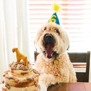 Custom Pet Birthday Hat