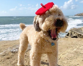 Mini Beret Hat for Dogs (15+ Colors)