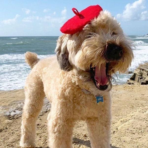 Mini Beret Hat for Dogs (16+ Colors)