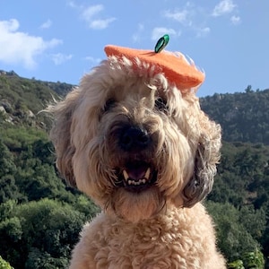 Mini Pumpkin Beret for Dogs