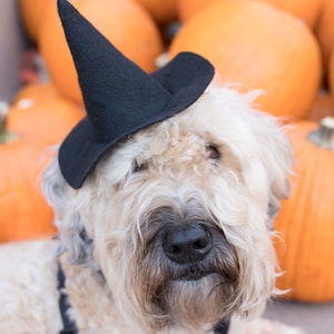 Mini Witch Hat for Dogs