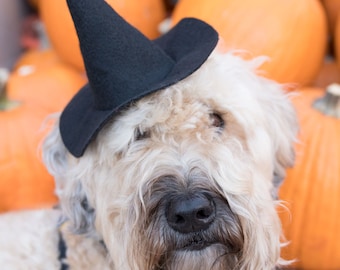 Mini Witch Hat for Dogs