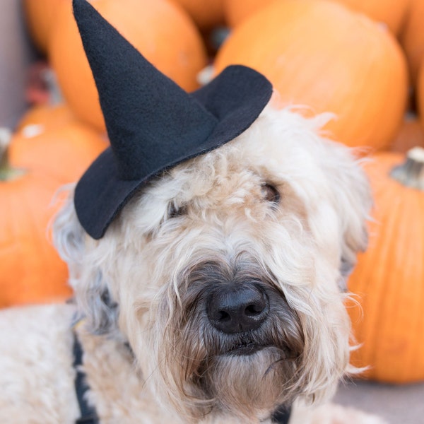 Mini Witch Hat for Dogs
