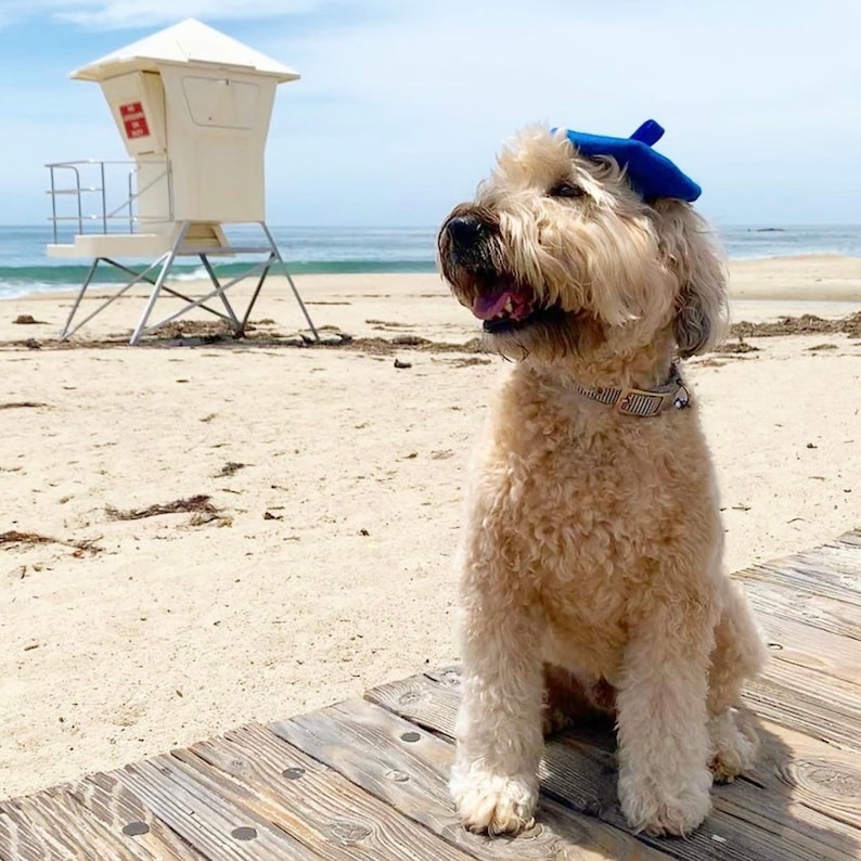Mini Beret Hat for Dogs 15 Colors Etsy